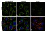 ECH1 Antibody