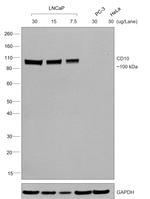 Goat IgG (H+L) Secondary Antibody in Western Blot (WB)