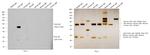 Goat IgG (H+L) Secondary Antibody in Western Blot (WB)