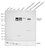 Human IgG (H+L) Secondary Antibody in Western Blot (WB)