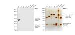 Human IgG (H+L) Secondary Antibody in Western Blot (WB)