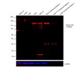 Human IgG (H+L) Secondary Antibody in Western Blot (WB)