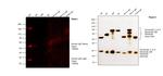 Human IgG (H+L) Secondary Antibody in Western Blot (WB)