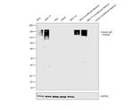 Human IgG Fc Cross-Adsorbed Secondary Antibody in Western Blot (WB)