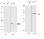 Human IgG Fc Cross-Adsorbed Secondary Antibody in Western Blot (WB)