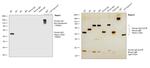 Human IgG Fc Cross-Adsorbed Secondary Antibody in Western Blot (WB)