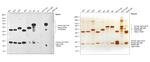 Human IgG, IgM, IgA (H+L) Secondary Antibody in Western Blot (WB)