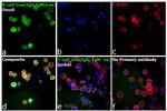 Human IgG, IgM, IgA (H+L) Secondary Antibody in Immunocytochemistry (ICC/IF)