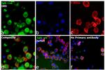 Human IgG, IgM, IgA (H+L) Secondary Antibody in Immunocytochemistry (ICC/IF)