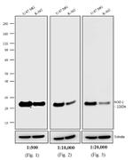 Mouse IgG (H+L) Highly Cross-Adsorbed Secondary Antibody in Western Blot (WB)