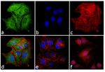 Mouse IgG (H+L) Highly Cross-Adsorbed Secondary Antibody in Immunocytochemistry (ICC/IF)