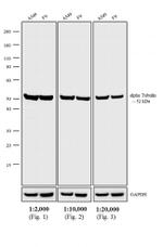 Rat IgG (H+L) Highly Cross-Adsorbed Secondary Antibody in Western Blot (WB)