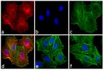 Rat IgG (H+L) Highly Cross-Adsorbed Secondary Antibody in Immunocytochemistry (ICC/IF)