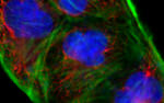 Goat IgG (Heavy Chain) Secondary Antibody in Immunocytochemistry (ICC/IF)