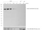 Goat IgG (Heavy Chain) Secondary Antibody in Western Blot (WB)