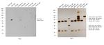 Goat IgG (Heavy Chain) Secondary Antibody in Western Blot (WB)