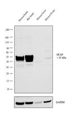 Goat IgG (Heavy Chain) Secondary Antibody in Western Blot (WB)