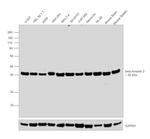 Goat IgG (Heavy Chain) Secondary Antibody in Western Blot (WB)