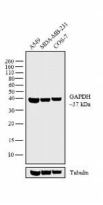 Goat IgG (Heavy Chain) Secondary Antibody in Western Blot (WB)