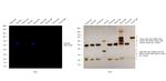 Goat IgG (Heavy Chain) Secondary Antibody in Western Blot (WB)