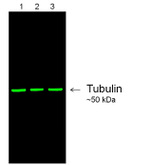 Mouse IgG (H+L) Secondary Antibody in Western Blot (WB)