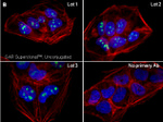 Rabbit IgG (Heavy chain) Secondary Antibody in Immunocytochemistry (ICC/IF)