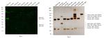 Rabbit IgG (Heavy chain) Secondary Antibody