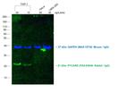 Rabbit IgG (Heavy chain) Secondary Antibody in Western Blot (WB)