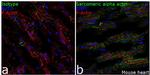 Rabbit IgG (Heavy chain) Secondary Antibody in Immunohistochemistry (Frozen) (IHC (F))