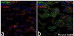 Rabbit IgG (Heavy chain) Secondary Antibody in Immunohistochemistry (Frozen) (IHC (F))