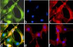 Rabbit IgG (Heavy chain) Secondary Antibody in Immunocytochemistry (ICC/IF)