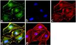 Rabbit IgG (Heavy chain) Secondary Antibody in Immunocytochemistry (ICC/IF)