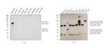 Rabbit IgG (Heavy chain) Secondary Antibody in Western Blot (WB)