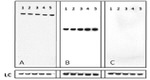 Rabbit IgG (Heavy chain) Secondary Antibody in Western Blot (WB)