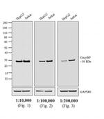 Rabbit IgG (Heavy chain) Secondary Antibody in Western Blot (WB)