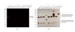 Rabbit IgG (Heavy chain) Secondary Antibody