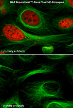 Rabbit IgG (Heavy chain) Secondary Antibody in Immunocytochemistry (ICC/IF)