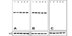 Mouse IgG (H+L) Secondary Antibody in Western Blot (WB)