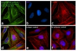 Mouse IgG (H+L) Secondary Antibody in Immunocytochemistry (ICC/IF)