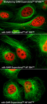 Mouse IgG (H+L) Secondary Antibody in Immunocytochemistry (ICC/IF)