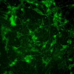 Mouse IgG (H+L) Secondary Antibody in Immunocytochemistry (ICC/IF)