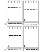 Mouse IgG (H+L) Secondary Antibody in Western Blot (WB)