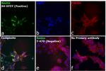 Mouse IgG (H+L) Secondary Antibody in Immunocytochemistry (ICC/IF)