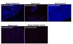 Mouse IgG (H+L) Secondary Antibody in Immunohistochemistry (Paraffin) (IHC (P))