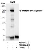 Phospho-BRCA1 (Ser1280) Antibody in Immunoprecipitation (IP)