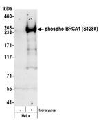 Phospho-BRCA1 (Ser1280) Antibody in Western Blot (WB)