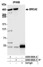 BRCA2 Antibody in Immunoprecipitation (IP)