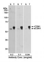 CSN1 Antibody in Western Blot (WB)