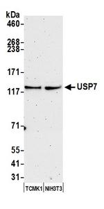 USP7 Antibody in Western Blot (WB)