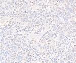 SMC3 Antibody in Immunohistochemistry (Paraffin) (IHC (P))